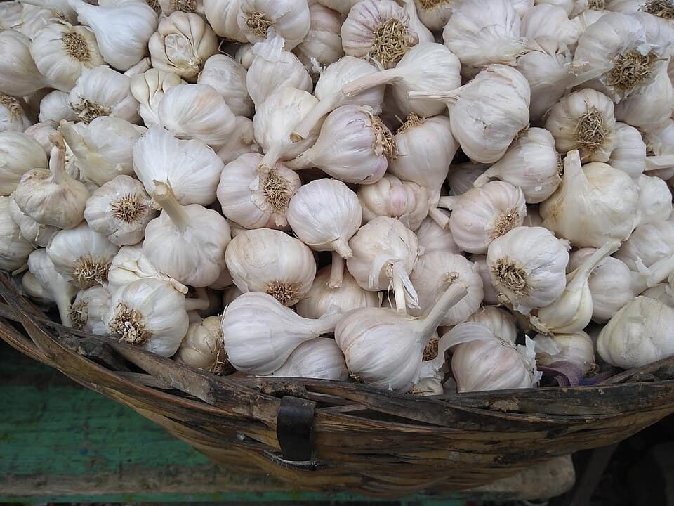 Bawang Putih (蒜头)