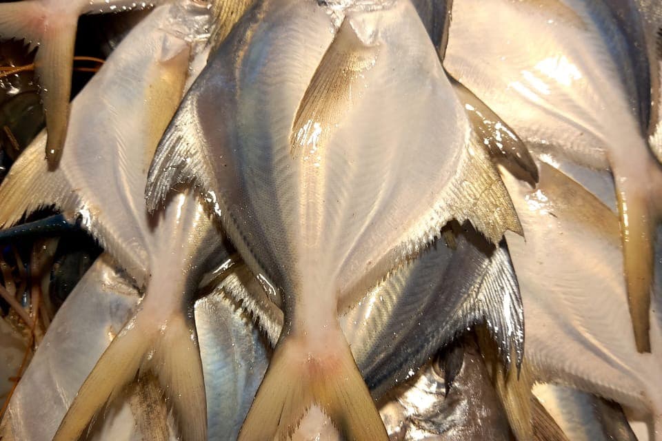 Ikan Bawal Hitam (黑鲳鱼)