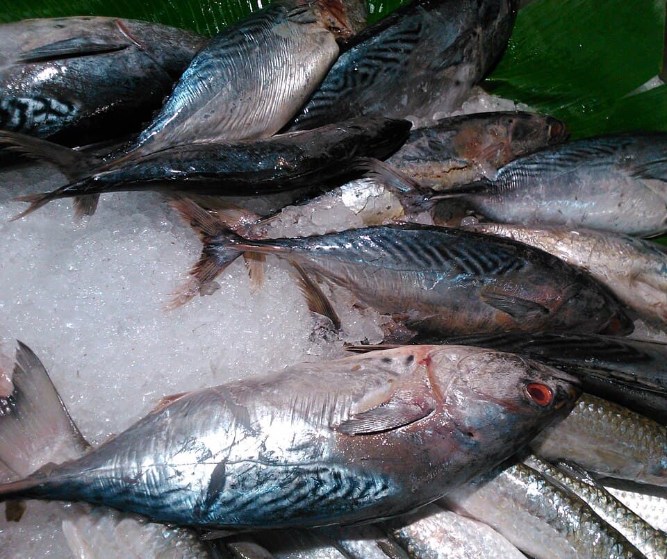 Ikan Kembung (甘望鱼)