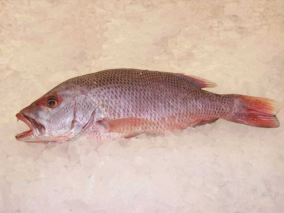 Ikan Merah (红鱼)