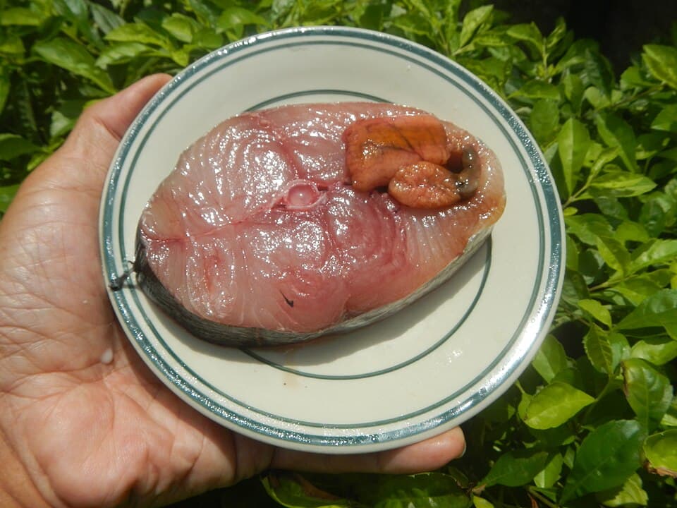 Ikan Tenggiri (马鲛鱼)