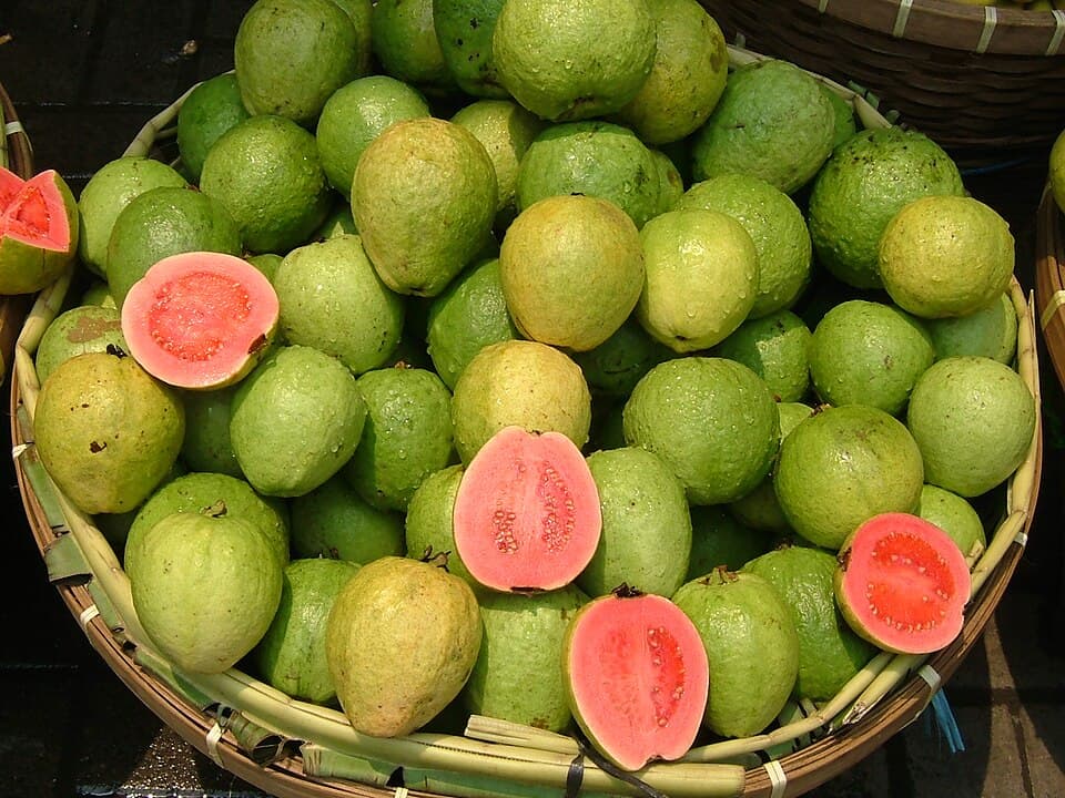 Jambu Batu (番石榴)
