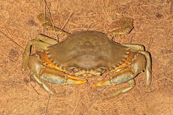 Ketam Nipah (螃蟹)