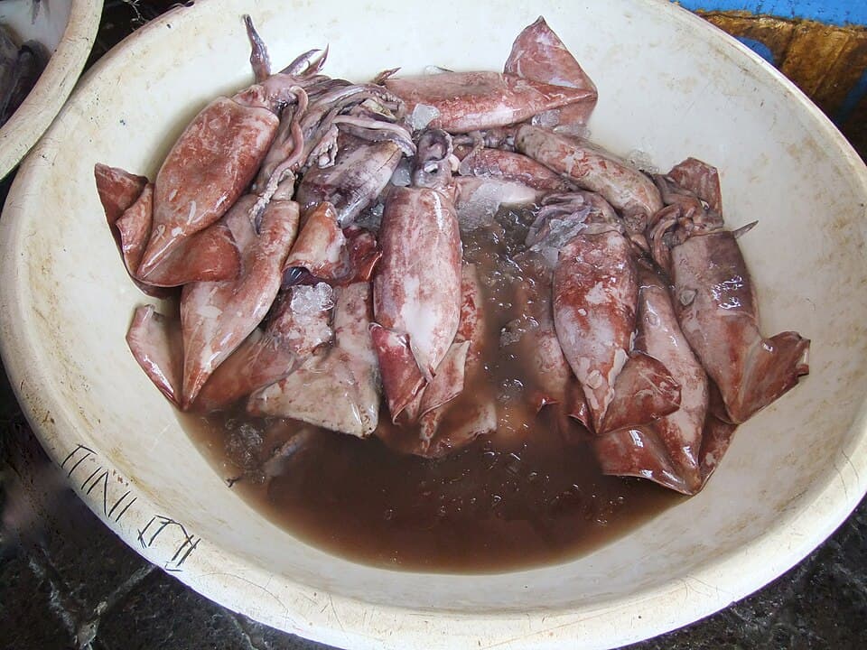 Sotong (苏东)