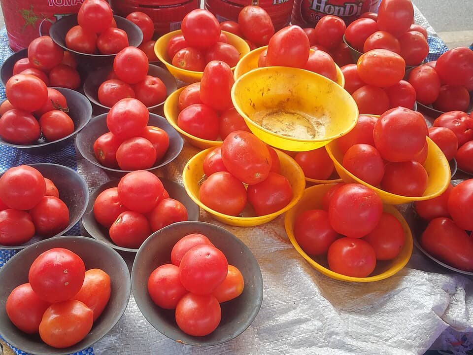 Tomato (番茄)